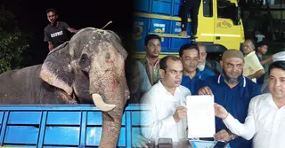 প্রধানমন্ত্রীর নির্দেশে জাতীয় চিড়িয়াখানায় যাচ্ছে হাতি ‘বাদশা বাহাদুর’